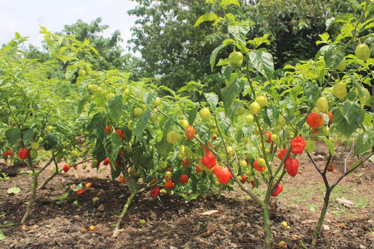 Empowering Farmers Through Organic Vegetable Harvest at Mankranso